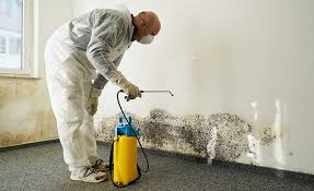 Best Water Damage & Mold Remediation  in Elim, PA